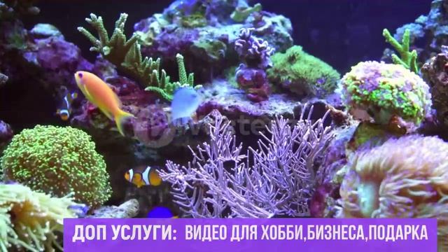 Аквариумный релакс Скачай футажи для видеомонтажа Free