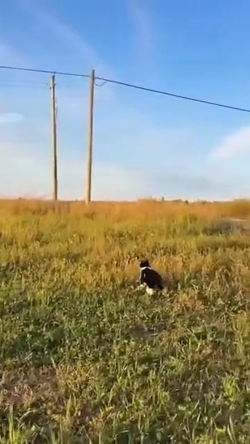 Бабочкопрыг. смотреть онлайн