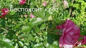 НЕМНОГО СОЛНЫШКА В САДУ.