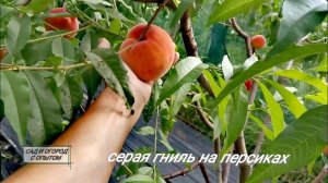 ☑️Как спасти урожай,/Серая гниль на Персиках ,как бороться❗