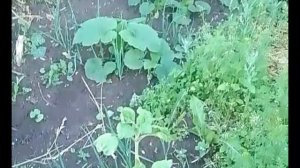 Вечером!
