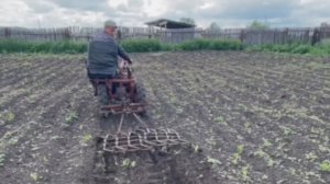 Полим картошку по всходам двумя боронами и мотоблоком.Какие есть нюансы в этом приёме против сорняка