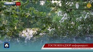 Не шутите с тополиным пухом