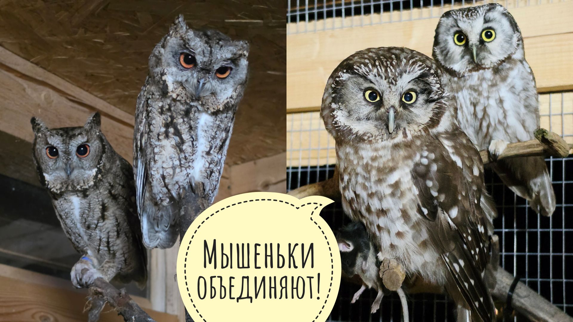 Маленькие совы сидят милыми парочками, сова Ёль не теряет надежды выкопать метро смотреть онлайн