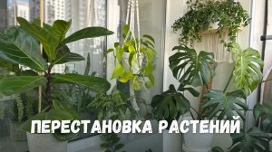 Перестановка растений: как оживить комнату с помощью растений.