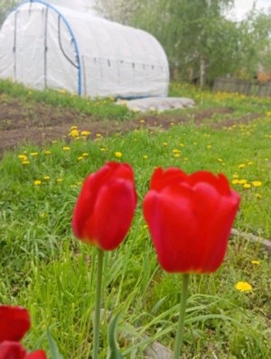 заходите на стрим цель 50 подписчиков
