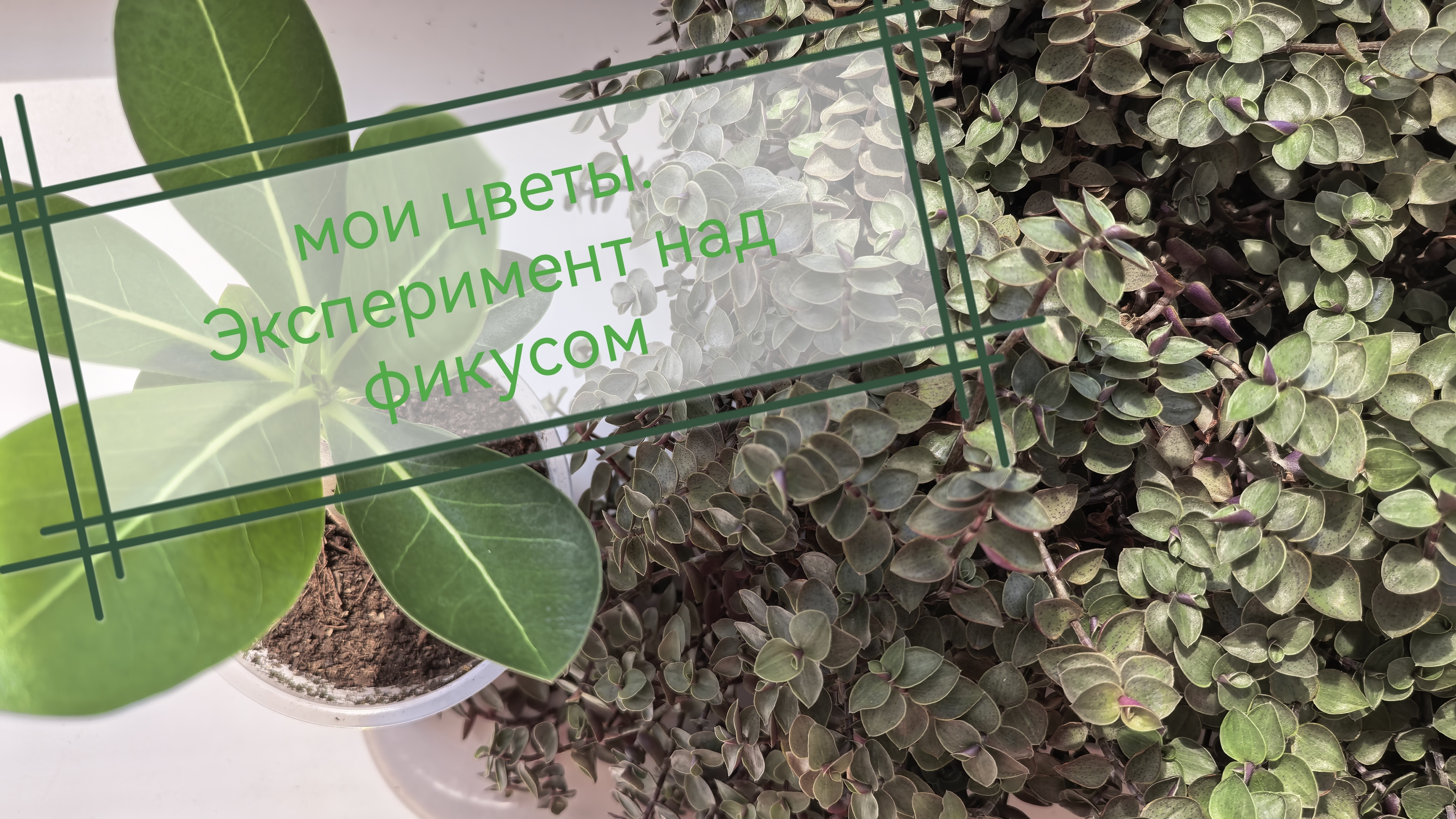 Мои цветы. Эксперимент над фикусом. Наращиваю крону фикусу. А еще я вяжу крючком смотреть онлайн