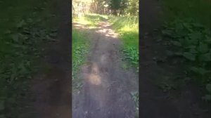 вечерний стрим