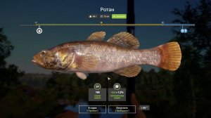 Играю в Русскую рыбалку: прохождение и обзор Russian Fishing 4 #рыбалка #игра #игрок #геймер #игры
