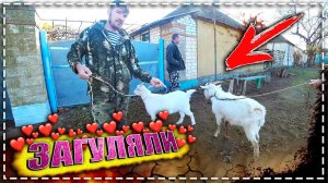 Случка коз. \\   Какие признаки охоты у козы. \\ Козу в приору, и в деревню.