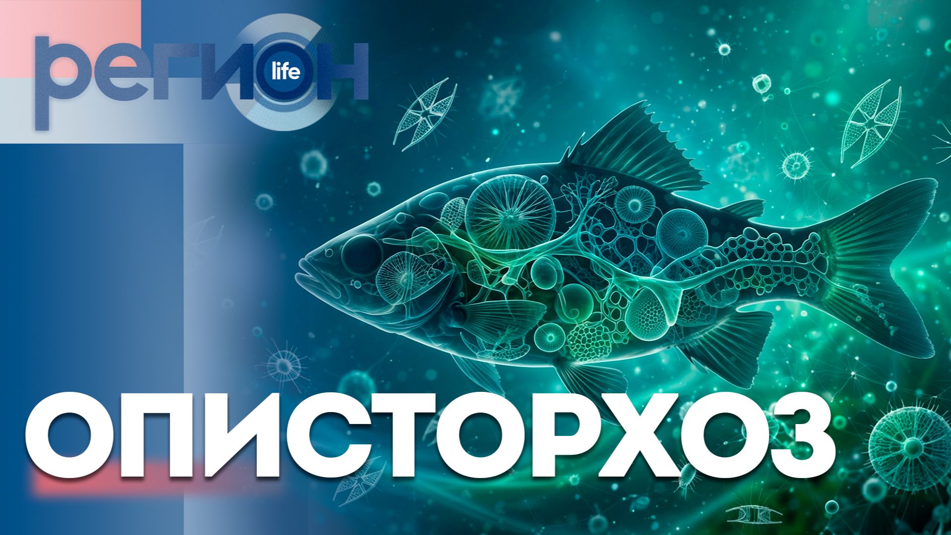 Описторхоз | ОТС LIVE — прямая трансляция смотреть онлайн