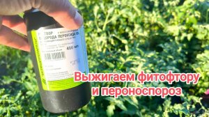 ВЫЖИГАЕТ ФИТОФТОРУ ЗА 1 РАЗ! ВСЕ СРЕДСТВА ОТ ФИТОФТОРЫ. Не химия. Нулевой срок ожидания.