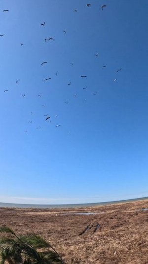 hunting goose