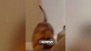 Смех, юмор, ржачь. Часть 15