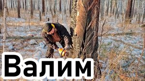 Валка дерева, усохшего после пожара