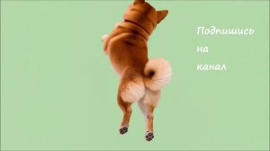 сиба ину Юки милая собака