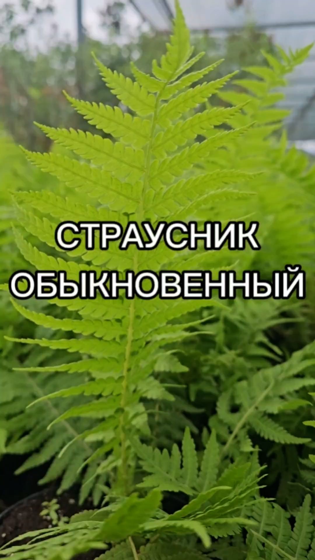 Этот крупный папоротник украсит любой сад!