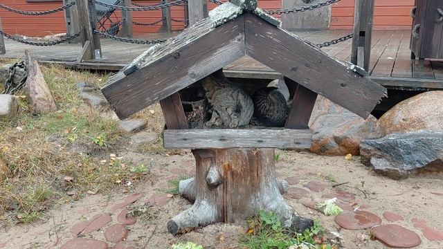 Котики в избушке смотреть онлайн