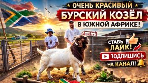 Бурские Козлы в ЮАР #бурскиекозы #козы #кози #козлы #boer #boer_goats #animals #buck_boer #козлята 🐐