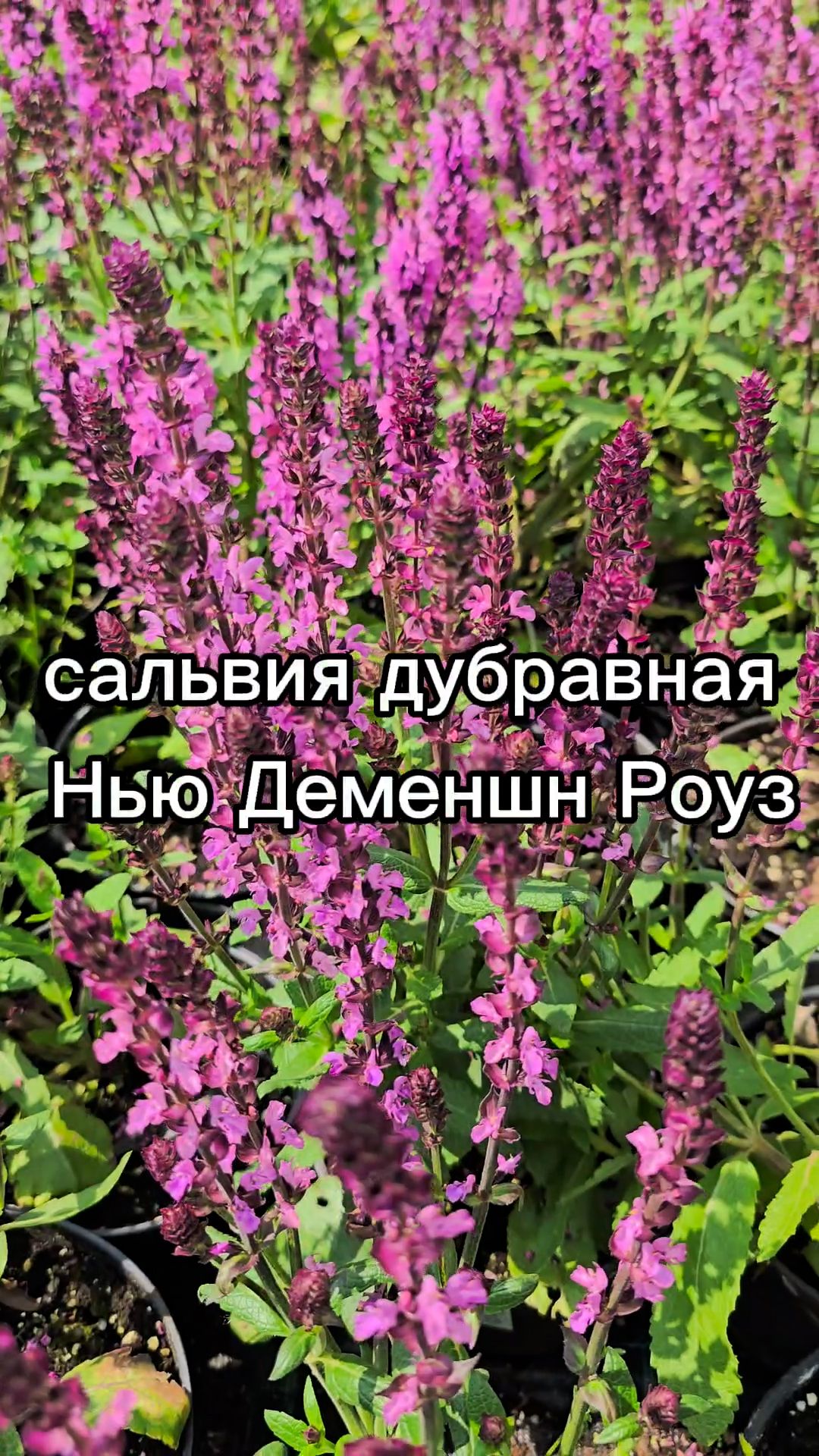 Многолетник, зацветающий в первый год после посадки!