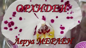 💖 Ура !НОВЫЙ ЗАВОЗ ОРХИДЕИ в ЛЕРУА МЕРЛЕН ВОЛЖСКИЙ 😘 06 мая 2021 Поставщик Московский 😍Орхидеи Мини