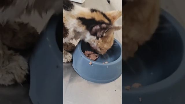 Кошка ждала помощь у порога магазина. Увидела ее и поняла что если не я, то никто ей не поможет смотреть онлайн