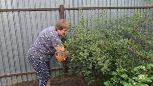Дети заказали вареники с вишней! Собираю вишню и последние ягоды клубники. Готовим летнюю вкусняшку!