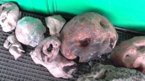 Урожай капов и сувелей 2016 года. Часть первая
