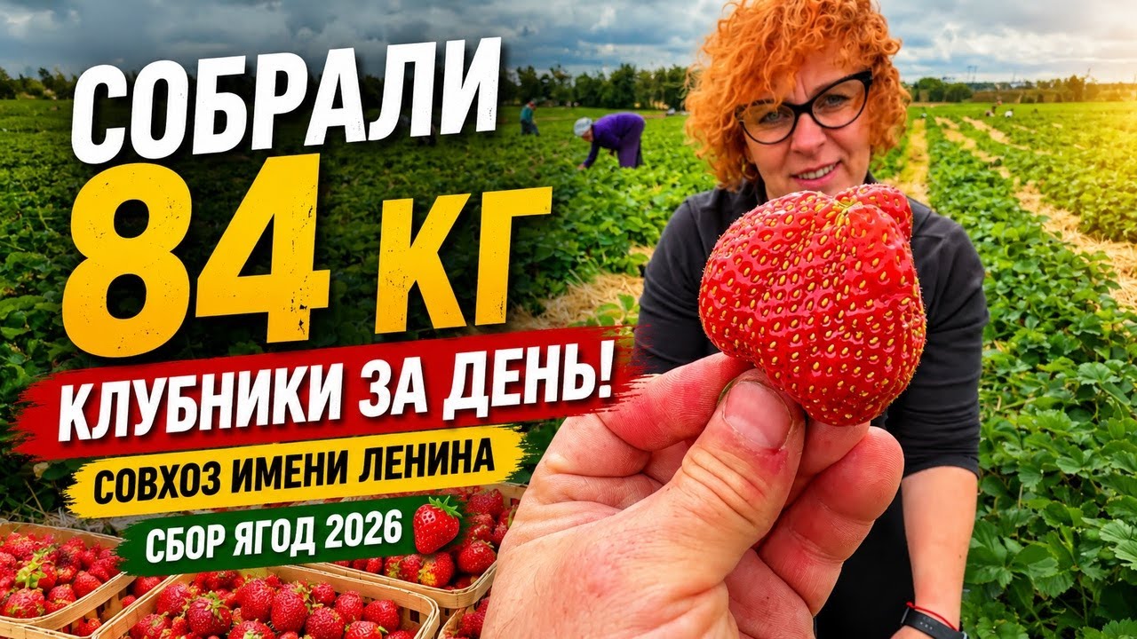 Собрали 84 кг клубники за день! Совхоз имени Ленина | Сбор ягод 2026 смотреть онлайн