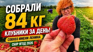 Собрали 84 кг клубники за день! Совхоз имени Ленина | Сбор ягод 2026