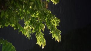 🌧️ ЛЕТНИЙ НОЧНОЙ ДОЖДЬ • Успокаивающий Шум Дождя Для Глубокого Сна и Релакса 🔴 LIVE 24/7