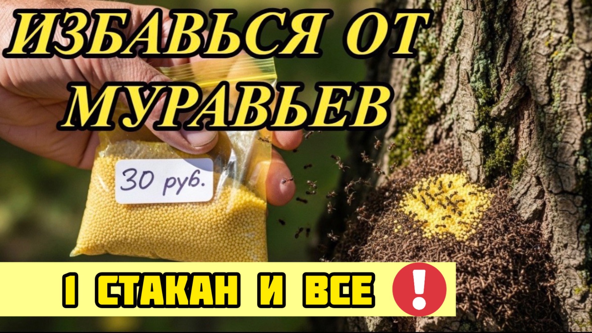 Муравьи уйдут за 24 часа! Один стакан этого средства заменит всю химию! смотреть онлайн