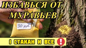 Муравьи уйдут за 24 часа! Один стакан этого средства заменит всю химию!