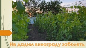 Не дадим заболеть винограду. Обработка против милдью и оидиума