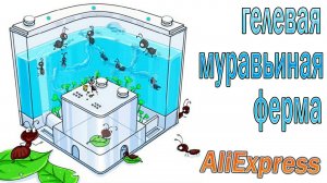 Гелевая муравьиная ферма, первая муравьиная ферма с AliExpress!!!