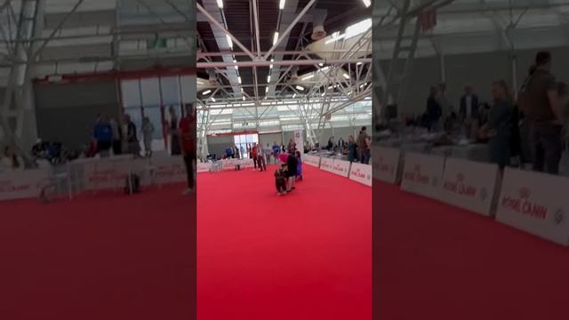 Чемпионат Мира Собак Италия2026 Swd Best Male