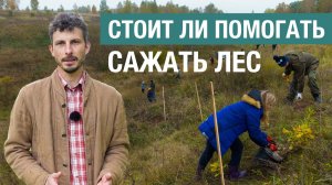 Волонтерские посадки леса: как разобраться, где польза, а где вред