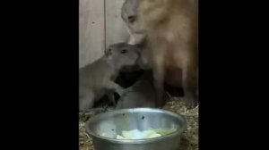 На Ставрополье родились три детеныша капибары, это униальный случай