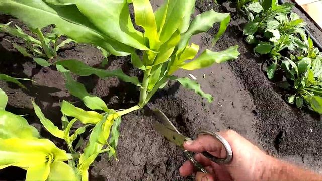 Пасынки у кукурузы удаляю
