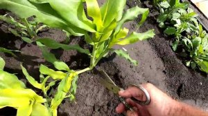 Пасынки у кукурузы удаляю