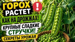 Горох как на дрожжах! Секрет урожая - крупные сладкие стручки!