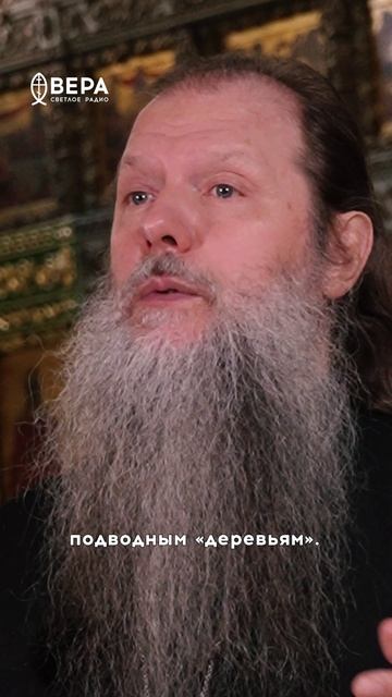 Кораллы красивы, но могут обжечь при прикосновении