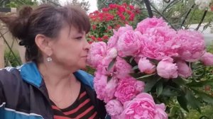 Способ укоренения розы на кусте. Маленькие секреты. Поездка по делам. Иду на разведку.