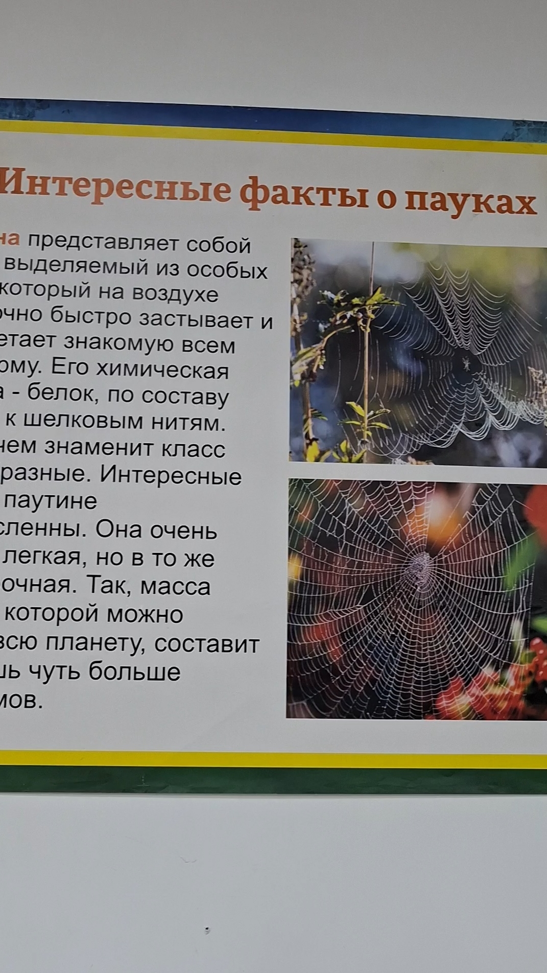 Интересные факты о пауках🕷 и его паутине🕸 на выставке рептилий #пауки #насекомые #животныймир