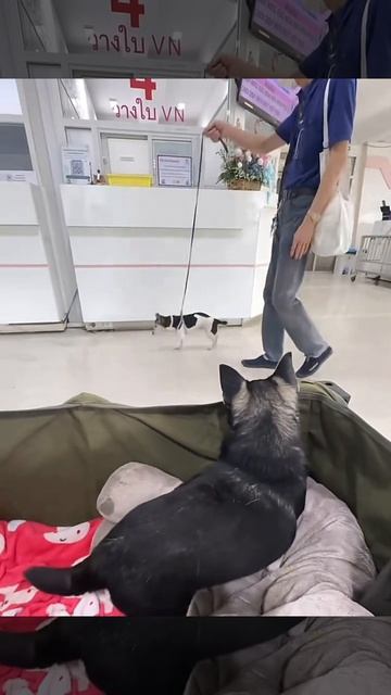 🐕🎶