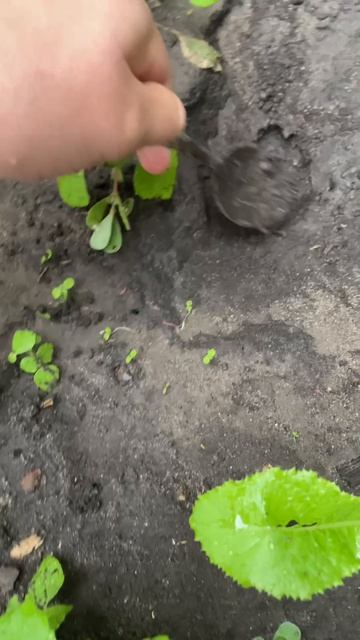 Копаем яму! День 10