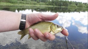 25.06.2026 г. Карасик мормышкой на необычную насадку.))
