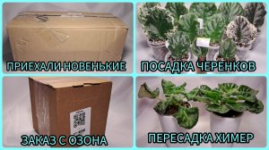 Распаковка посылки с новенькими сортами фиалок. Посадка черенков. Пересадка химер.
