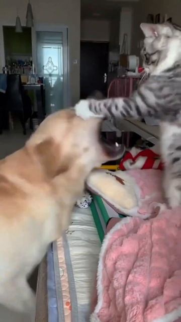 🐈🐈😼