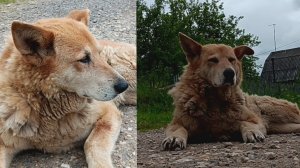 Наша дачная красавица! Собака Боня🐶🐕 Даже она просит Вас подписаться на канал MukoedovYura0_001🐻)